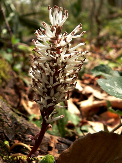 {Pachysandra procumbens}